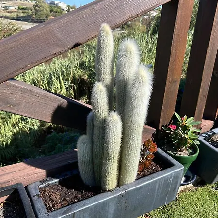 Guadalmina House Holiday home *